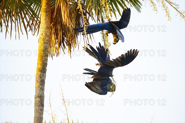 Hyacinth Macaw (Anodorhynchus hyacinthinus) Pantanal Brazil