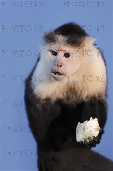 White-shouldered capuchin monkey or white-headed capuchin (Cebus capucinus), feeding, captive, occurring in South America