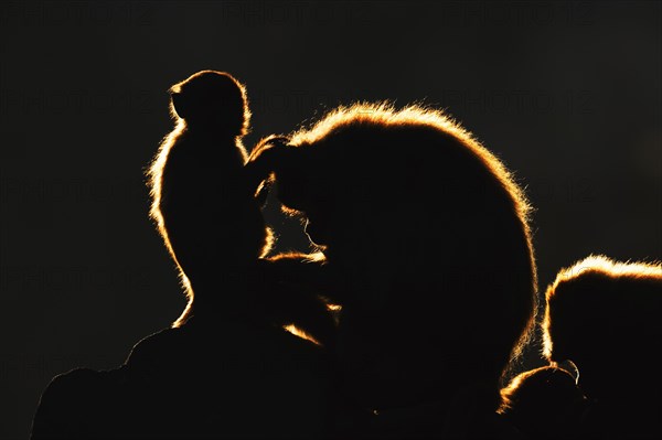 Djelada or gelada baboon (Theropithecus gelada), male and young animal in backlight, captive, occurrence in Ethiopia