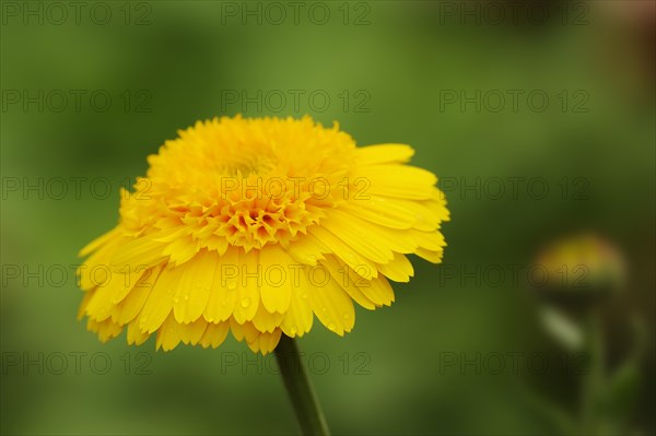 Marigold or garden marigold (Calendula officinalis), flower, North Rhine-Westphalia, Germany, Europe