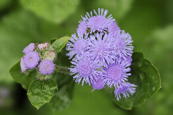 Flossflower (Ageratum houstonianum), flowers, ornamental plant, North Rhine-Westphalia, Germany, Europe