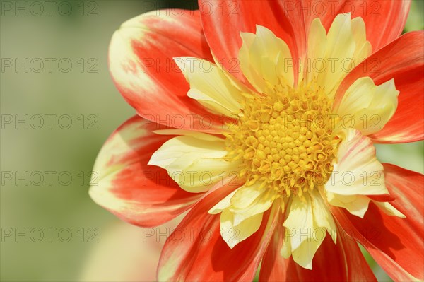 Dahlia 'Pooh' (Dahlia Hybride), flower, ornamental plant, North Rhine-Westphalia, Germany, Europe