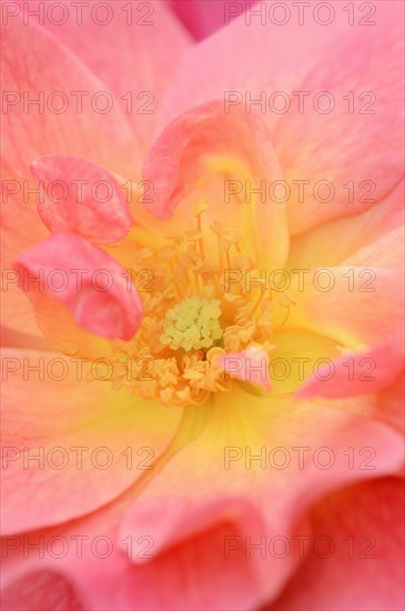 Garden rose or rose 'Rosenstadt Zweibruecken' (Rosa hybrida), detail of the flower, ornamental plant, North Rhine-Westphalia, Germany, Europe