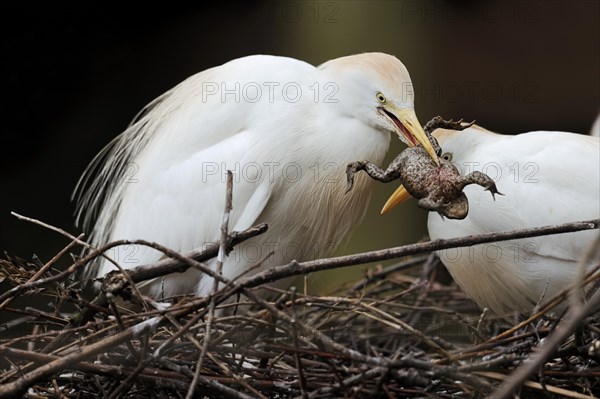 Cattle egret (Bubulcus ibis) with captured common toad (Bufo bufo) in its nest, France, Europe