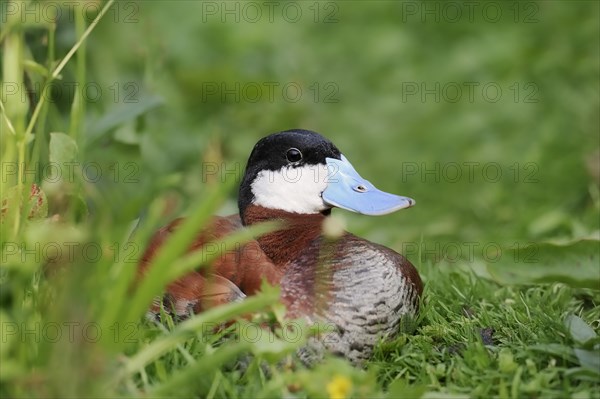 Ruddy duck (Oxyura jamaicensis), male, captive, occurrence in North America