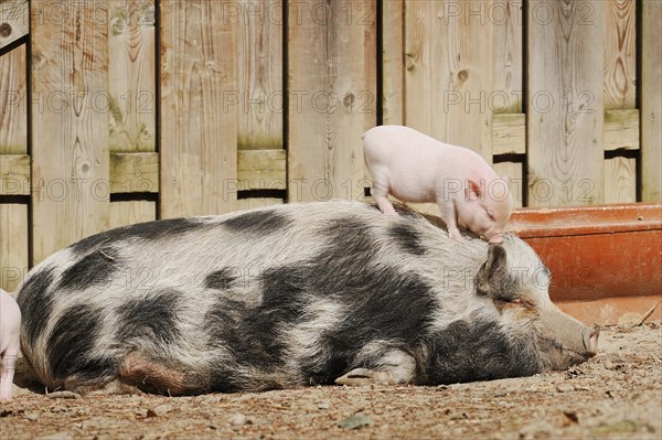 Goettingen minipig (Sus scrofa f. domestica), sow and piglet, North Rhine-Westphalia, Germany, Europe