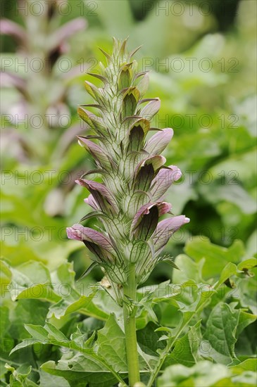 Balkan bear's paw (Acanthus hungaricus, Acanthus balcanicus), ornamental plant, North Rhine-Westphalia, Germany, Europe