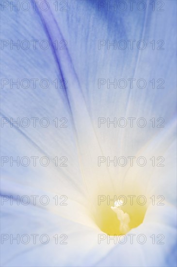 Three-colored morning glory (Ipomoea tricolor), detail of the flower, native to Mexico, ornamental plant, North Rhine-Westphalia, Germany, Europe