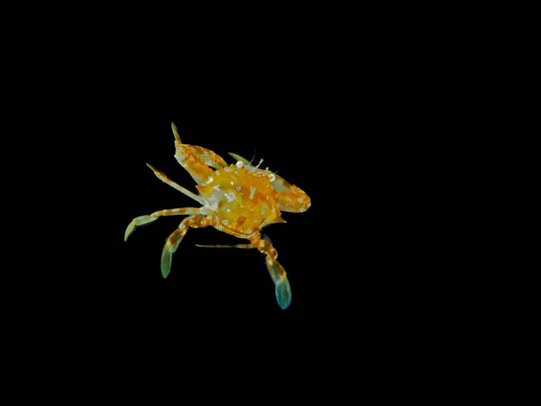 Sargassum swimming crab (Portunus sayi) at night, dive site Riviera Beach, Florida, USA, North America