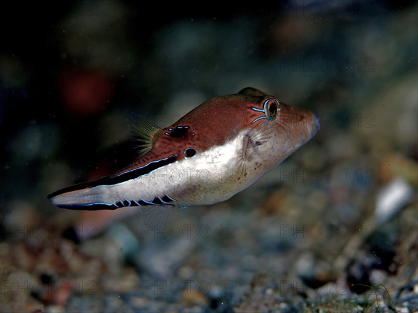 Pufferfish (Canthigaster rostrata), dive site Blue Heron Bridge, Phil Foster Park, Riviera Beach, Florida, USA, North America