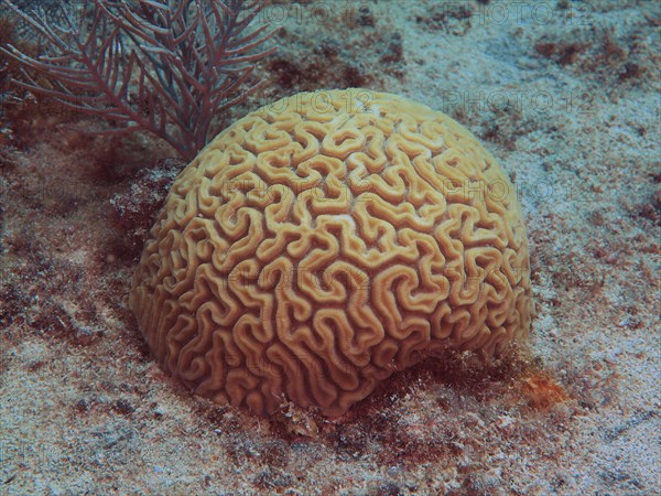 Brain coral (Diploria labyrinthiformis), dive site John Pennekamp Coral Reef State Park, Key Largo, Florida Keys, Florida, USA, North America