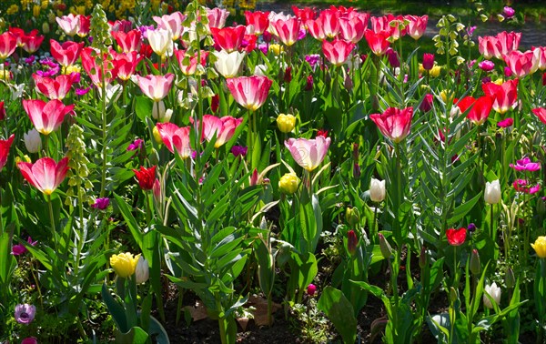 Tulip bed (Tulipa) in red and white