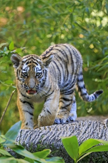 A tiger young balances curiously on a tree trunk, Siberian tiger, Amur tiger, (Phantera tigris altaica), cubs