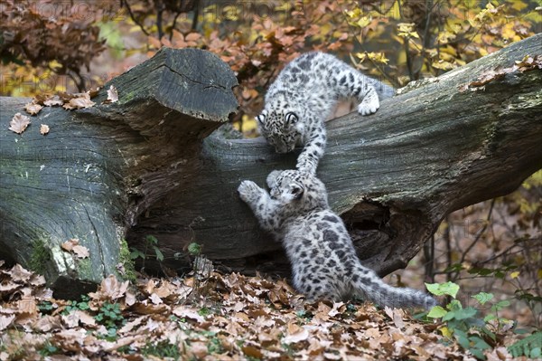 Two young snow leopards playfully tussling on a fallen tree trunk with autumn leaves, snow leopard (Uncia uncia), young