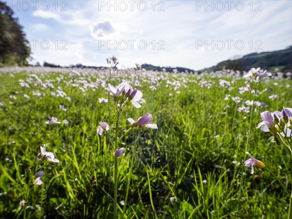 Cuckoo flower (Cardamine pratensis), Leoben, Styria, Austria, Europe