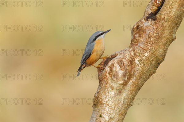 Eurasian nuthatch (Sitta europaea) sitting on a hazelnut trunk, Animals, Birds, Siegerland, North Rhine-Westphalia, Germany, Europe