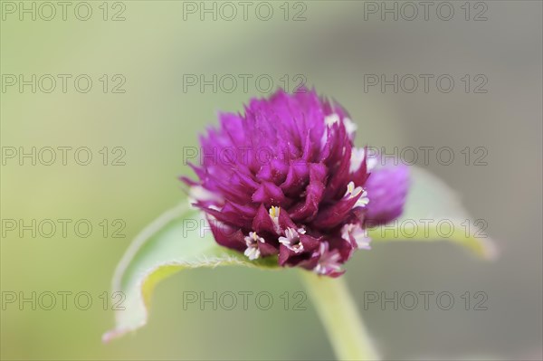 Globe amaranth (Gomphrena globosa), flowers, medicinal plant, ornamental plant, North Rhine-Westphalia, Germany, Europe