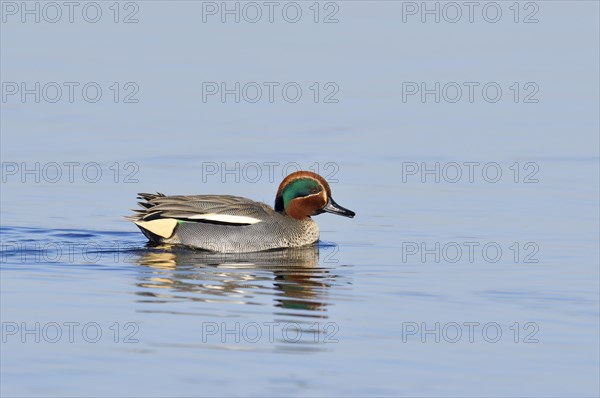 Eurasian teal (Anas crecca), drake, North Rhine-Westphalia, Germany, Europe