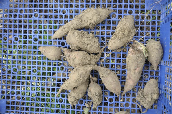 Yacon harvest in a garden