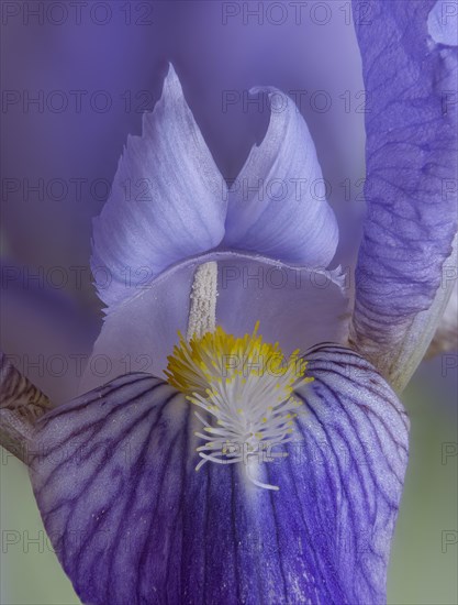 Flower of an iris, studio photo, macro photo, Germany, Europe