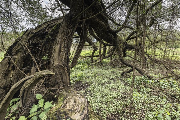 Old willows (Salix alba) in the quarry forest, Emsland, Lower Saxony, Germany, Europe