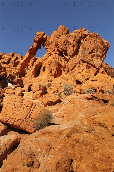 Elephant Rock, Valley of Fire State Park, Nevada, United States, USA, Valley of Fire, Nevada, USA, North America
