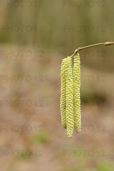 Common hazels (Corylus avellana), twig with male hazelnut blossoms, allergy, pollen, North Rhine-Westphalia, Germany, Europe