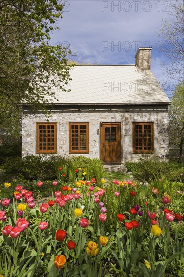 Old circa 1750 Canadiana style fieldstone house facade with brown stained wooden windows, door and Tulipa, Tulips in front yard in spring, Quebec, Canada, North America