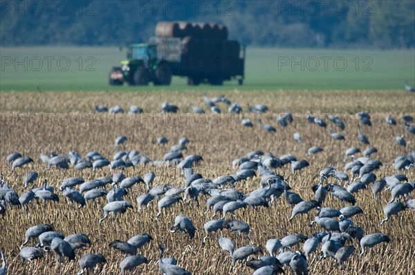 Cranes (grus grus) foraging in a harvested maize field, Hohendorf crane resting site on the Darss near Barth, Western Pomerania Lagoon Landscape National Park, Mecklenburg-Western Pomerania, Germany, Europe