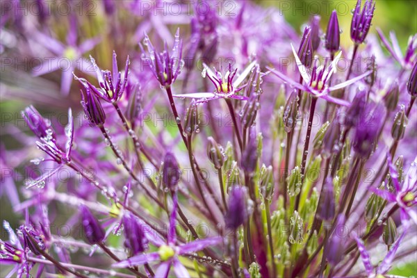 Inflorescence of a flowering specimen of the star globe leek, Allium cristophii, also known as garden globe leek