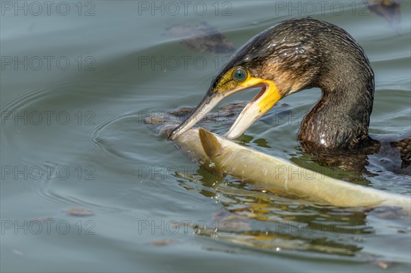 A large eel tries to escape from a large great cormorant (Phalacrocorax carbo)