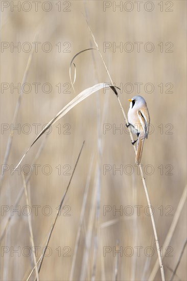 Bearded reedling (Panurus biarmicus), male, sitting in the reeds, Lake Neusiedl-Seewinkel National Park, Burgenland, Austria, Europe