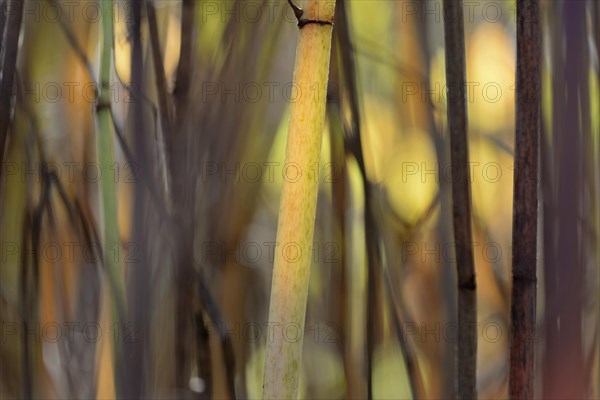 Reynoutria japonica (Fallopia japonica), autumnal plant stems illuminated by sunlight, Moselle, Rhineland-Palatinate, Germany, Europe