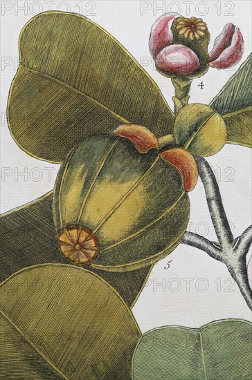 Fruit, blossom, balsam tree (Commiphora opobalsamum, Amyris opobalsamum) hand-coloured copperplate engraving by Mark Catesby, Natural History of Carolina, Florida and the Bahama Islands, 1754