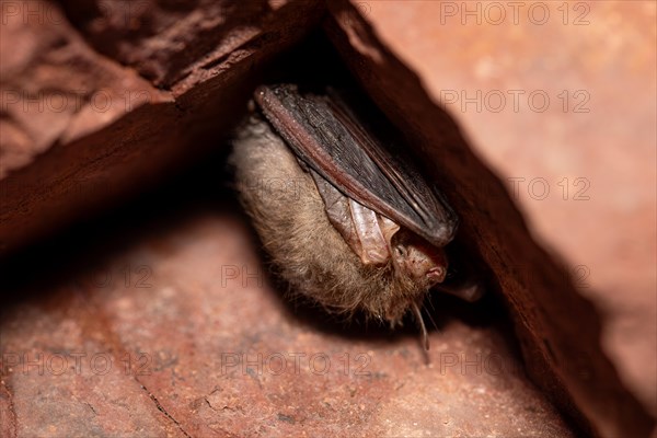 Brown long-eared bat (Plecotus auritus), hibernating in a cave, North Rhine-Westphalia, Germany, Europe