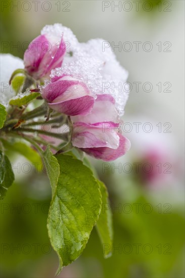 Apple blossom with snow, apple tree (Malus), pome fruit tree (Pyrinae), meadow orchard, spring, Goeggingen, Krauchenwies, Upper Danube nature park Park, Baden-Wuerttemberg, Germany, Europe