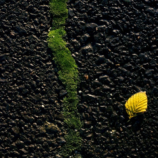 Moss grows in the crevices of a tarred surface