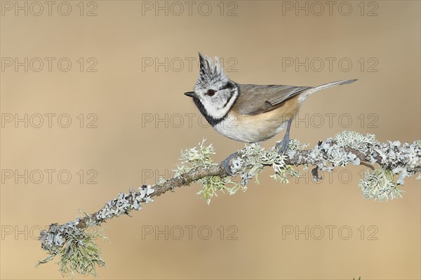 Crested tit (Lophophanes cristatus), sitting on a branch overgrown with reindeer lichen (Cladonia rangiferina), North Rhine-Westphalia, Germany, Europe