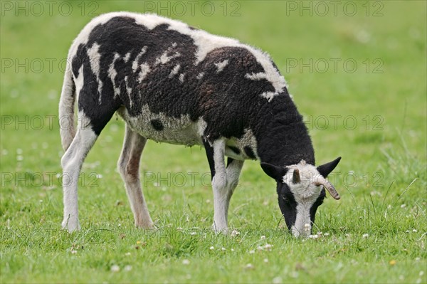 Jacob sheep (Ovis ammon f. aries), female on pasture, Lower Saxony Germany