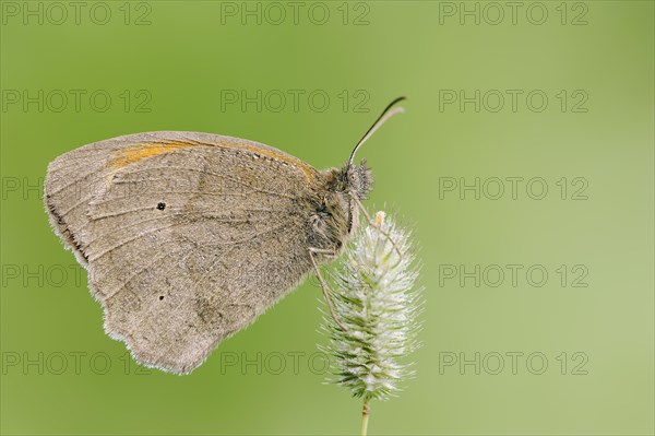 Meadow brown (Maniola jurtina), North Rhine-Westphalia, Germany, Europe