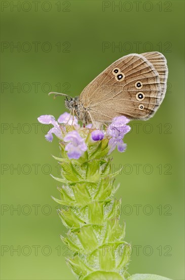 Ringlet (Aphantopus hyperantus), North Rhine-Westphalia, Germany, Europe