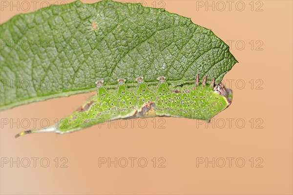 Sallow kitten moth (Furcula furcula), caterpillar feeding on a leaf, North Rhine-Westphalia, Germany, Europe