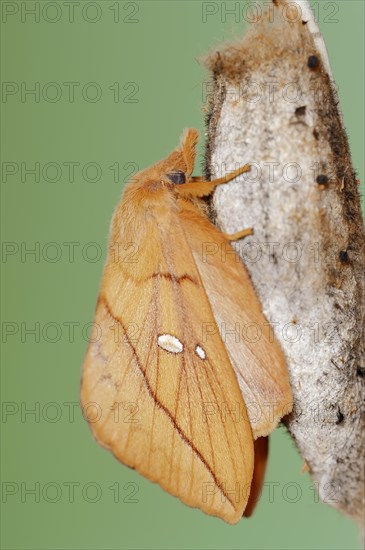 Drinker moth (Euthrix potatoria), freshly hatched butterfly on the cocoon, North Rhine-Westphalia, Germany, Europe