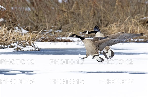 Canada geese (branta canadensis), pair landing on a frozen marsh, Lac Saint-Pierre biosphere reserve. province of Quebec. Canada, AI generated