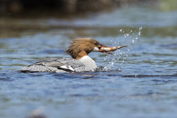 Common merganser (Mergus merganser) . female catching a fish, La Mauricie national park, province of Quebec, Canada, AI generated, North America