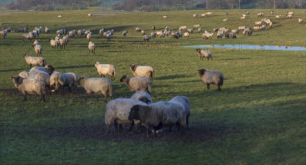 Black-headed domestic sheep (Ovis gmelini aries) on pasture, Mecklenburg-Western Pomerania, Germany, Europe