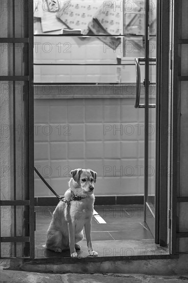 Dog waiting for his master in front of a shop, Genoa, Italy, Europe