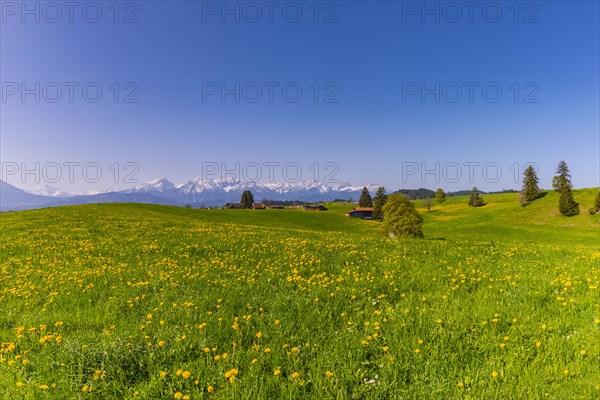 Common dandelion (Taraxacum sect. Ruderalia) in spring, meadow near Rieden am Forggensee, Ostallgaeu, Allgaeu, Bavaria, Germany, Europe