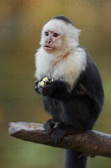 White-shouldered capuchin monkey or white-headed capuchin (Cebus capucinus), captive, occurring in South America