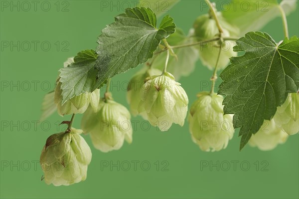 Common hop (Humulus lupulus), fruit clusters, North Rhine-Westphalia, Germany, Europe